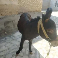 خر نر|حیوانات مزرعه|زنجانرود, |دیوار