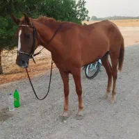 فروش دو اسب ماده