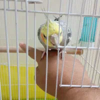 عروس هلندی دستی|پرنده|فردیس, قریشی|دیوار