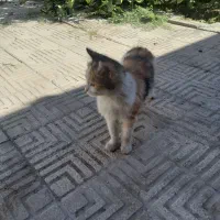 گربه رایگان|گربه|یزد, |دیوار