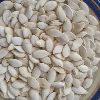 تخمه کدو پر خوش رنگ
