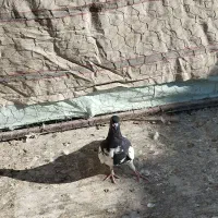 کفتر یال سیاه|پرنده|شیراز, تندگویان|دیوار