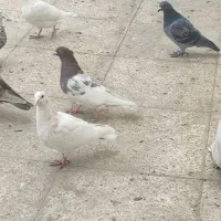 ی چندتا کفتر رنگی معاوضه با پلاکی