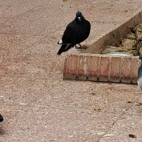 فروشی|پرنده|اصفهان, ردان|دیوار