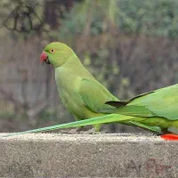 طوطی استثنایی تک‌ت‌ایران