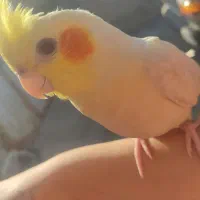 عروس هلندی گمشده|پرنده|چمران, |دیوار