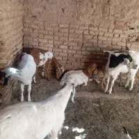 7عدد گوسفند فروشی ابستن