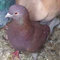 کبوتر انگلیسی پرش سنگین