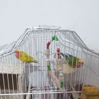 طوطی برزیلی