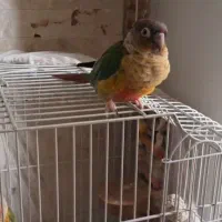 گرینچیک فرار کرده