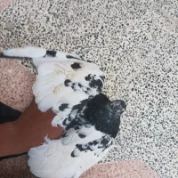 کبوتر|پرنده|ماهان, |دیوار