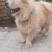 واگذاری سگ چاو چاو chaw chaw