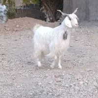 بز کردی جوان چاق تبری کیلویی 300