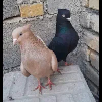 سه عدد کفتر بسیار زیبا