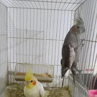 عروس هلندی|پرنده|گلبهار, شهر جدید گلبهار|دیوار