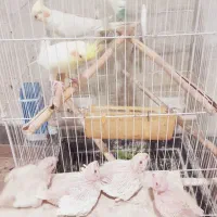 عروس هلندی مولد