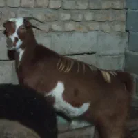 حیوان|حیوانات مزرعه|خان ببین, |دیوار