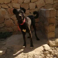 واگذاری سگ قدرجونی|سگ|فیروزآباد (فارس), |دیوار