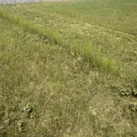 فروش-زمین-316متر-سنددار-در-چالوس-رادیودریا