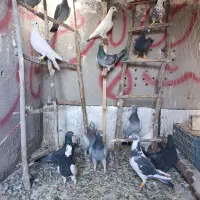 کفتر|پرنده|تاکستان, |دیوار