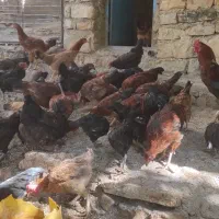 مرغ کردی تخم گذار و خروس|حیوانات مزرعه|باینگان, |دیوار
