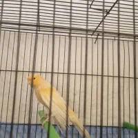 قناری رد فکتور درشت|پرنده|اسلامشهر, مظفریه|دیوار