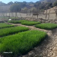 تیم پیاز درجه یک