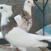 کفتر|پرنده|تهران, شوش (باغ آذری)|دیوار