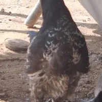 فروش انواع مرغ خروس و جوجه مرغ و خروس محلی