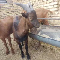 کره چپیش الپاین