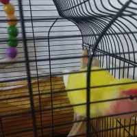 کوتوله برزیلی هلویی به همراه قفس ۱۰۳۳|پرنده|هشتگرد, فاز ۷ مهستان|دیوار