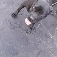 مواضع دو قلاده سگ اکیتا و کن کورسو|سگ|سمنان, |دیوار