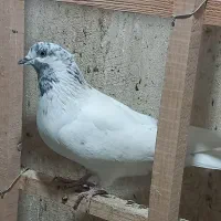 ۸ تا کفتر پرشی حسابی