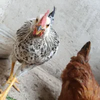 2عددمرغ و خروس 7ماهه
