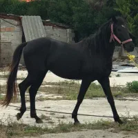 اسب نریان مشکی