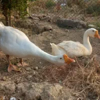 یک جفت قو غاز نر و ماده