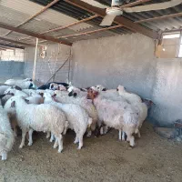 بره نر|حیوانات مزرعه|چرداول, |دیوار