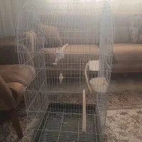 قفس|لوازم جانبی حیوانات|تهران, مسعودیه|دیوار