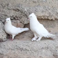 کبوترنزدیک ۲۰تا یکجای دونه ۵۰۰تکیم نوشتم بخان