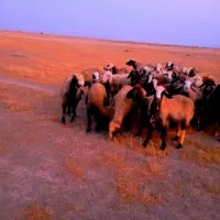 48راس میش داشتی آبستن مایه گلون گرم