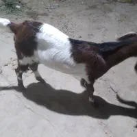 بز چاق وشیری|حیوانات مزرعه|بمپور, |دیوار