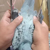 کبوتر‌مسافتی