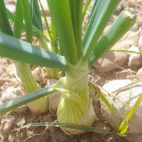 ۱۴هزارمترپیاز انزا پیش کار