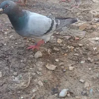 کفتر|پرنده|اهواز, ۲۴ متری|دیوار
