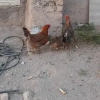 مرغ محلی تخم گذار