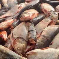 ماهی فروشی ابراهیم