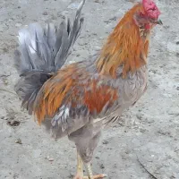 خروس چهل تاج کاکولی وریشی