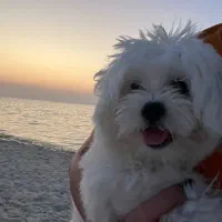 واگذاری سگ شیتزو سفید