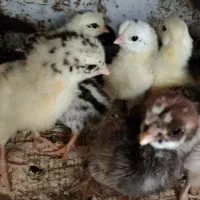 ۴۰ عدد جوجه یکروزه محلی