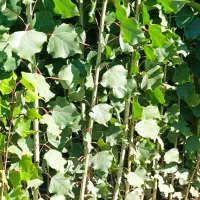 عرضـه نهـالــهای ریشه لخت|خدمات باغبانی و درختکاری|قیدار, |دیوار